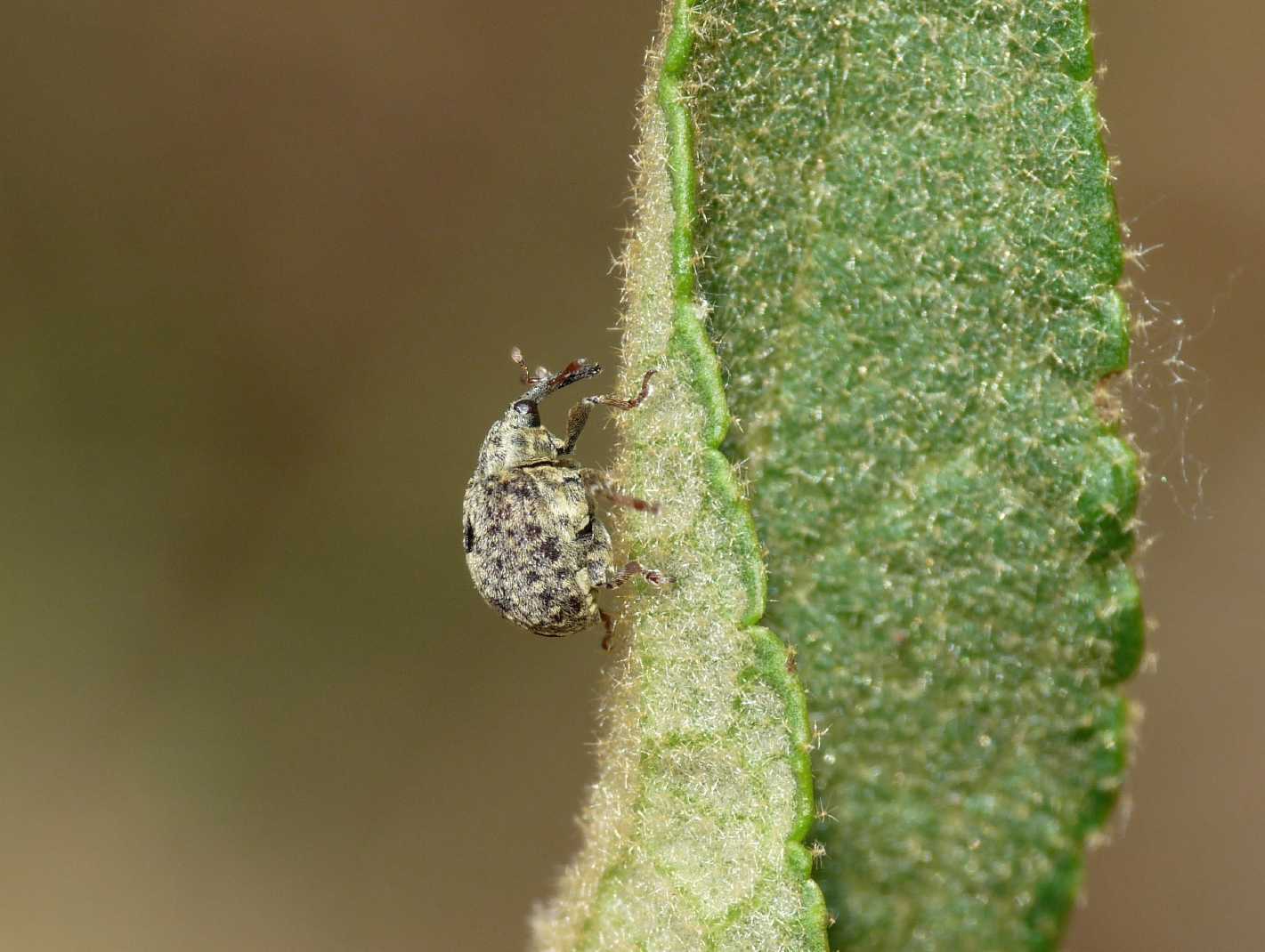 Cionus cfr longicollis